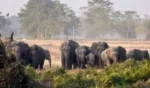 Herd of 13 elephants returns to Chhattisgarh’s Dharamjaigarh forest