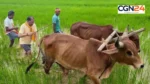 मुख्यमंत्री साय बने किसान! गृहग्राम बगिया के खेत में थामा हल, बैलों की जोड़ी संग की बियासी; ताजा हुईं बचपन की यादें