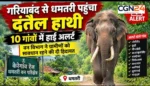 Dhamtari Elephant Alert: दंतैल हाथी की एंट्री, 10 गांवों में अलर्ट, आबादी क्षेत्र की ओर बढ़ने का खतरा